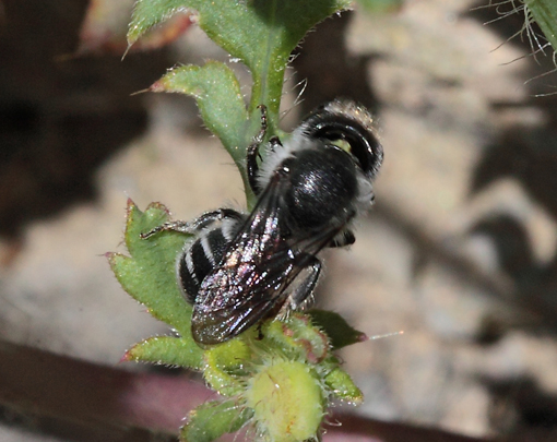 Apidae Megachilinae?